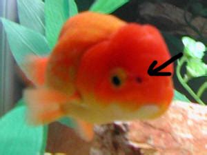 金魚頭瘤破洞|金魚穿孔病(Goldfish hole in the head disease)